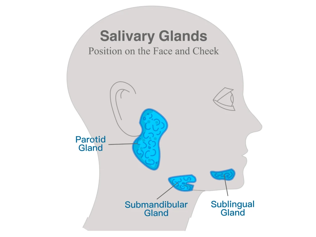 Major salivary glands where salivary gland tumours can develop